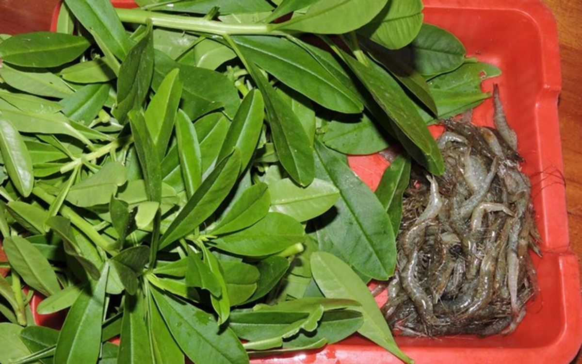 Đừng chỉ ăn củ, lá loại cây này quý như "nhân sâm người nghèo", ở quê rất nhiều bỏ qua quá phí - Ảnh 3.
