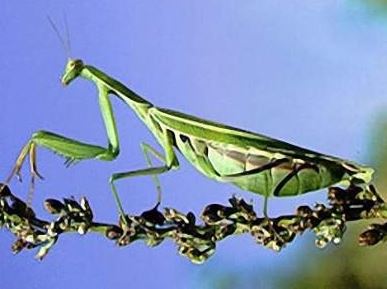 Không phải tổ yến, tổ của loài này mới là "báu vật", ở Việt Nam có nhiều - Ảnh 1.
