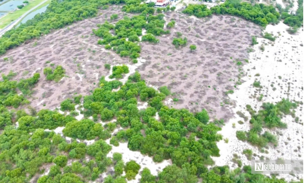 Vụ gần 2,6ha rừng phòng hộ ven biển bị đốn hạ ở Huế: Có dấu hiệu hình sự- Ảnh 1. Vụ gần 2,6ha rừng phòng hộ ven biển bị đốn hạ ở Huế: Có dấu hiệu hình sự- Ảnh 1.