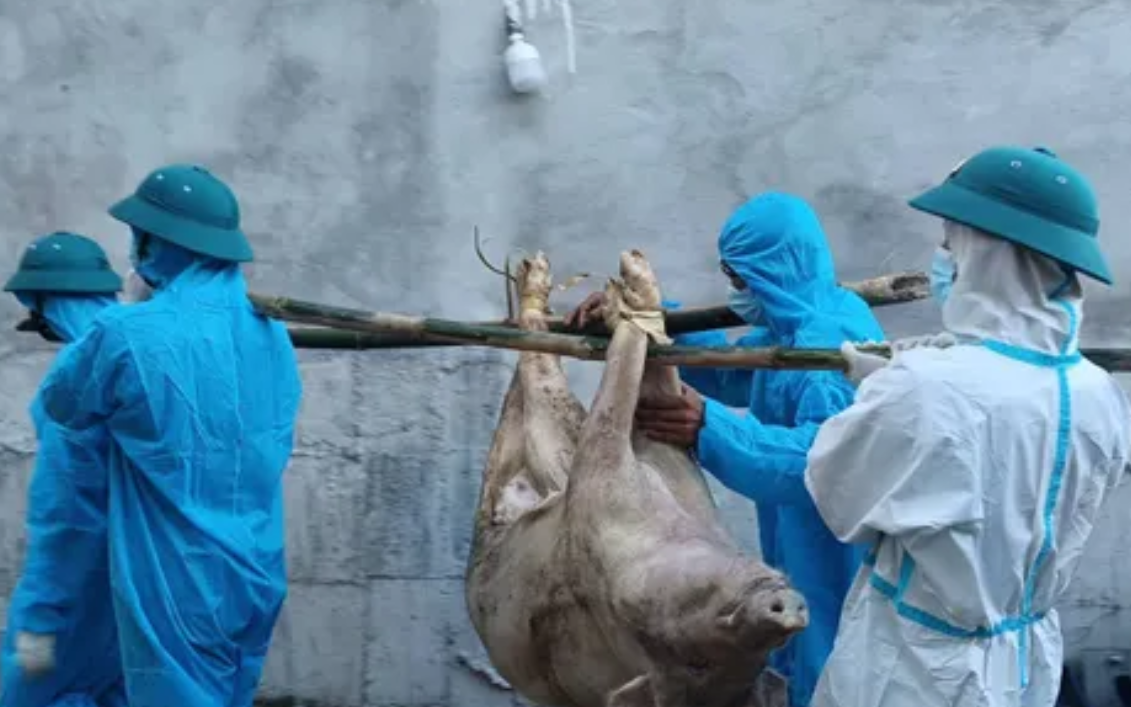 Giám đốc Trung tâm Kiểm soát bệnh tật (CDC) Đà Nẵng: Không hoang mang nhưng cảnh giác trước dịch tả lợn- Ảnh 3.