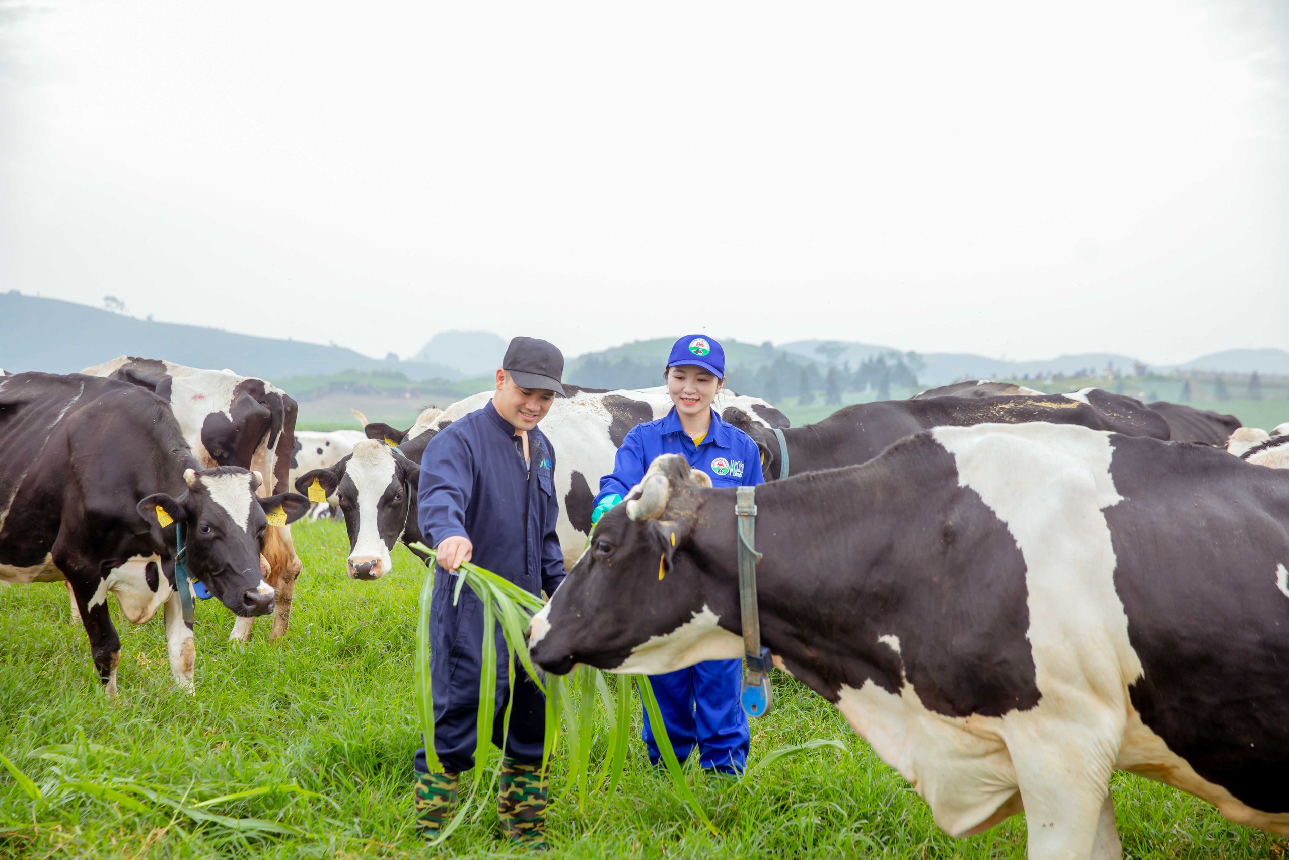 Mộc Châu Milk lội dòng tăng trưởng, đẩy mạnh đầu tư cho tổ hợp thiên đường sữa- Ảnh 1. Mộc Châu Milk lội dòng tăng trưởng, đẩy mạnh đầu tư cho tổ hợp thiên đường sữa- Ảnh 1.