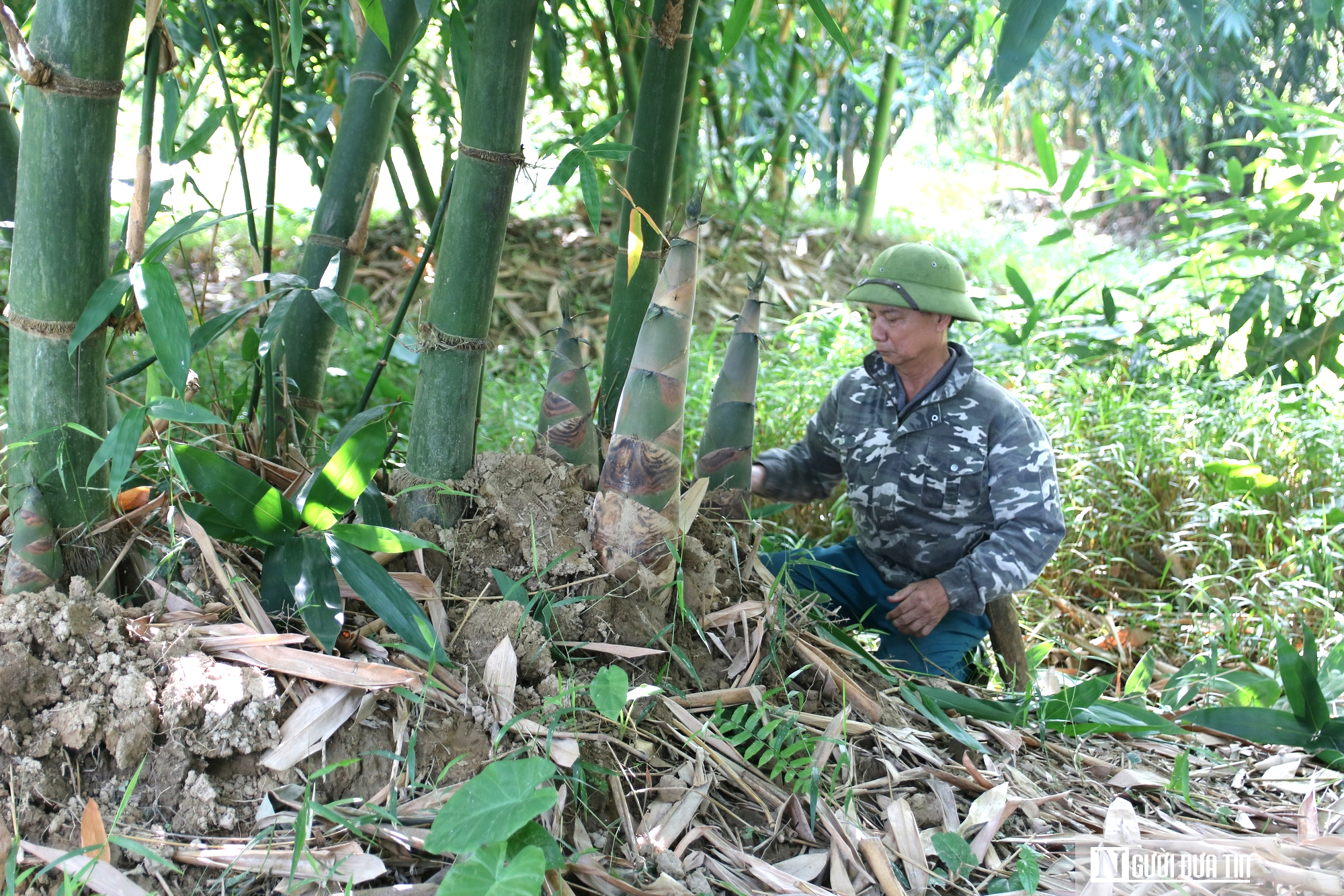 Cựu binh trồng loài cây vừa chống sạt lỡ, vừa bỏ túi hàng trăm triệu đồng/năm- Ảnh 2.