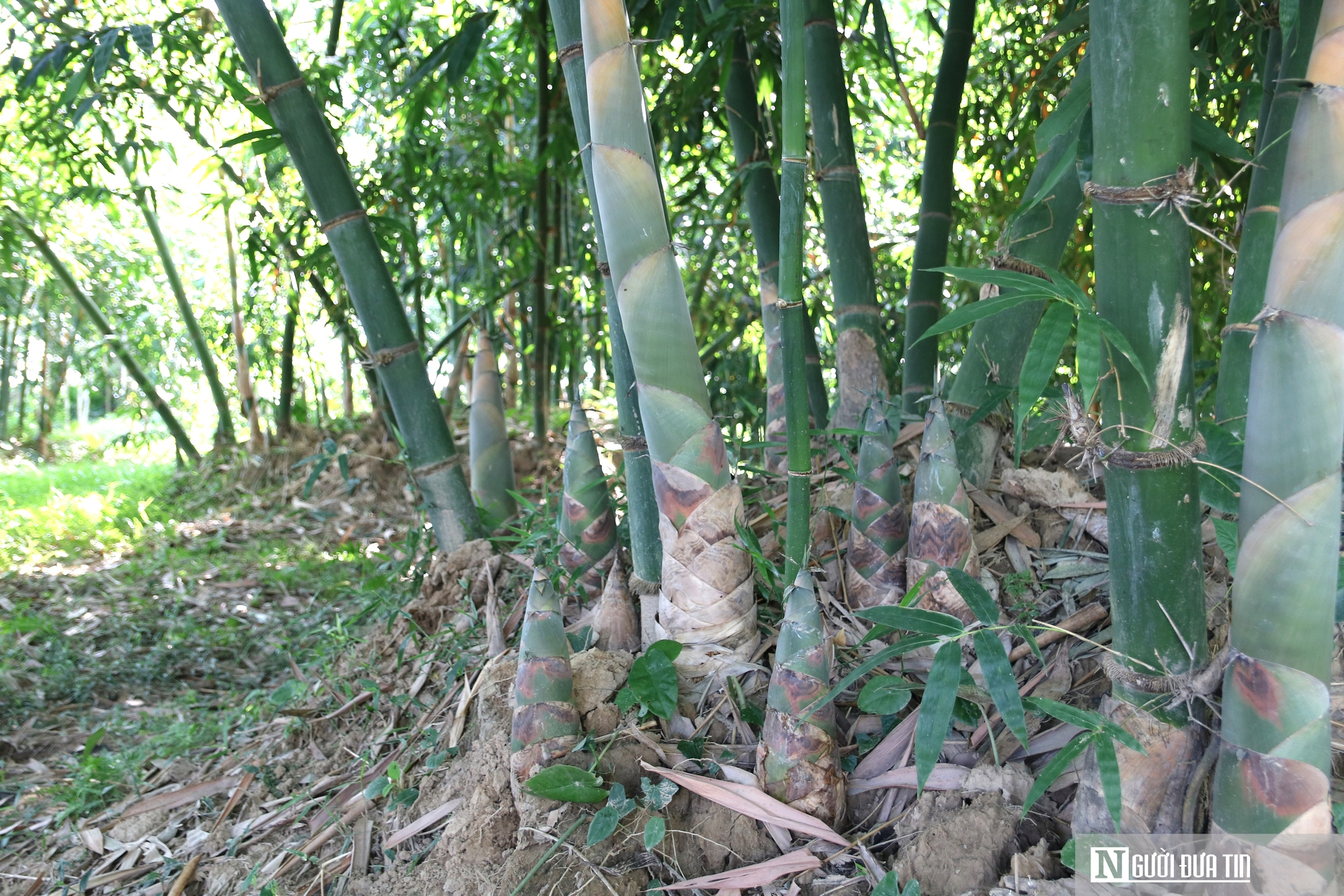 Cựu binh trồng loài cây vừa chống sạt lỡ, vừa bỏ túi hàng trăm triệu đồng/năm- Ảnh 5.