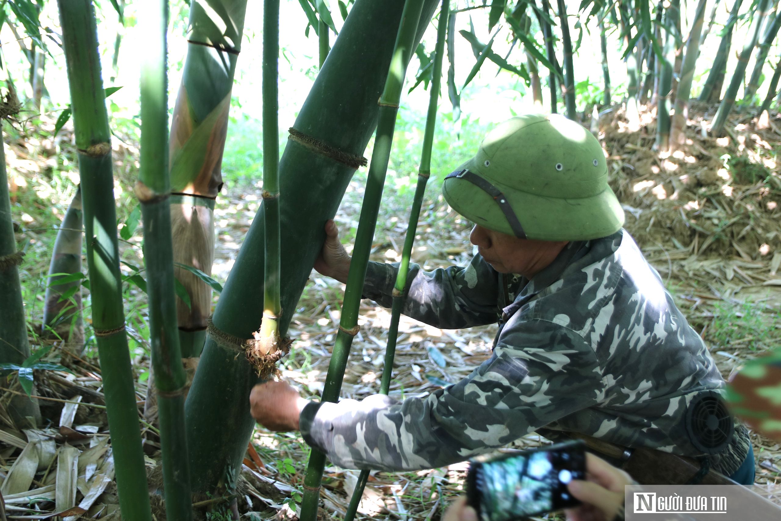 Cựu binh trồng loài cây vừa chống sạt lỡ, vừa bỏ túi hàng trăm triệu đồng/năm- Ảnh 14.