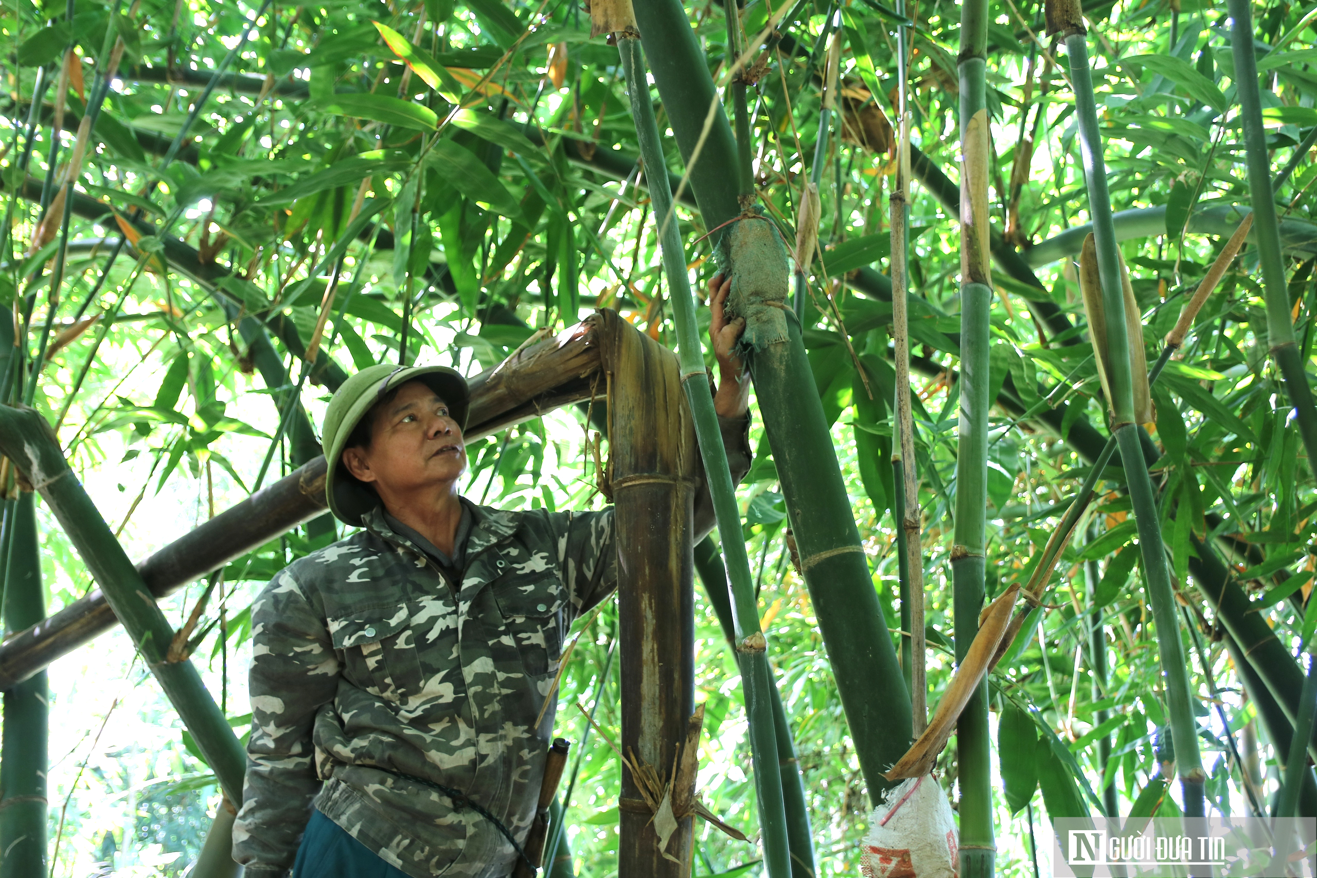Cựu binh trồng loài cây vừa chống sạt lỡ, vừa bỏ túi hàng trăm triệu đồng/năm- Ảnh 9.