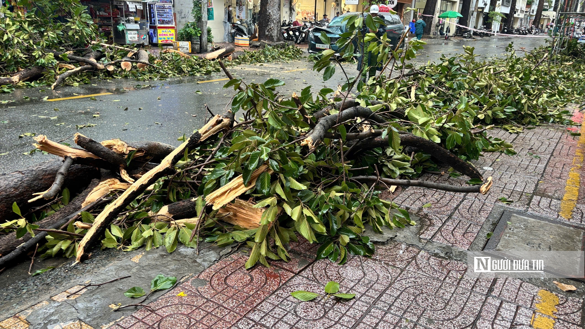 Tp.HCM: Cây to lâu năm gãy đổ đè phương tiện lưu thông trên đường- Ảnh 6.