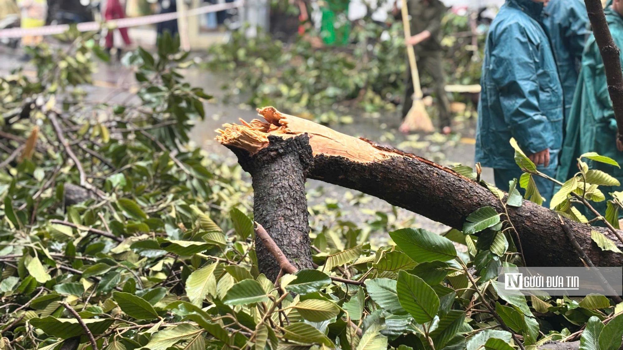 Tp.HCM: Cây to lâu năm gãy đổ đè phương tiện lưu thông trên đường- Ảnh 7.