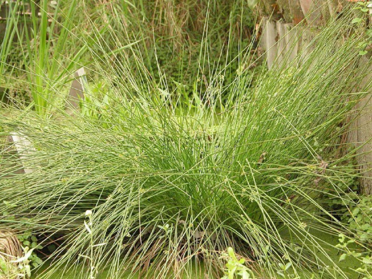 Loại cây dại xưa chỉ để bện dép, ai tinh mắt hái đem bán 500.000 đồng/kg- Ảnh 1.