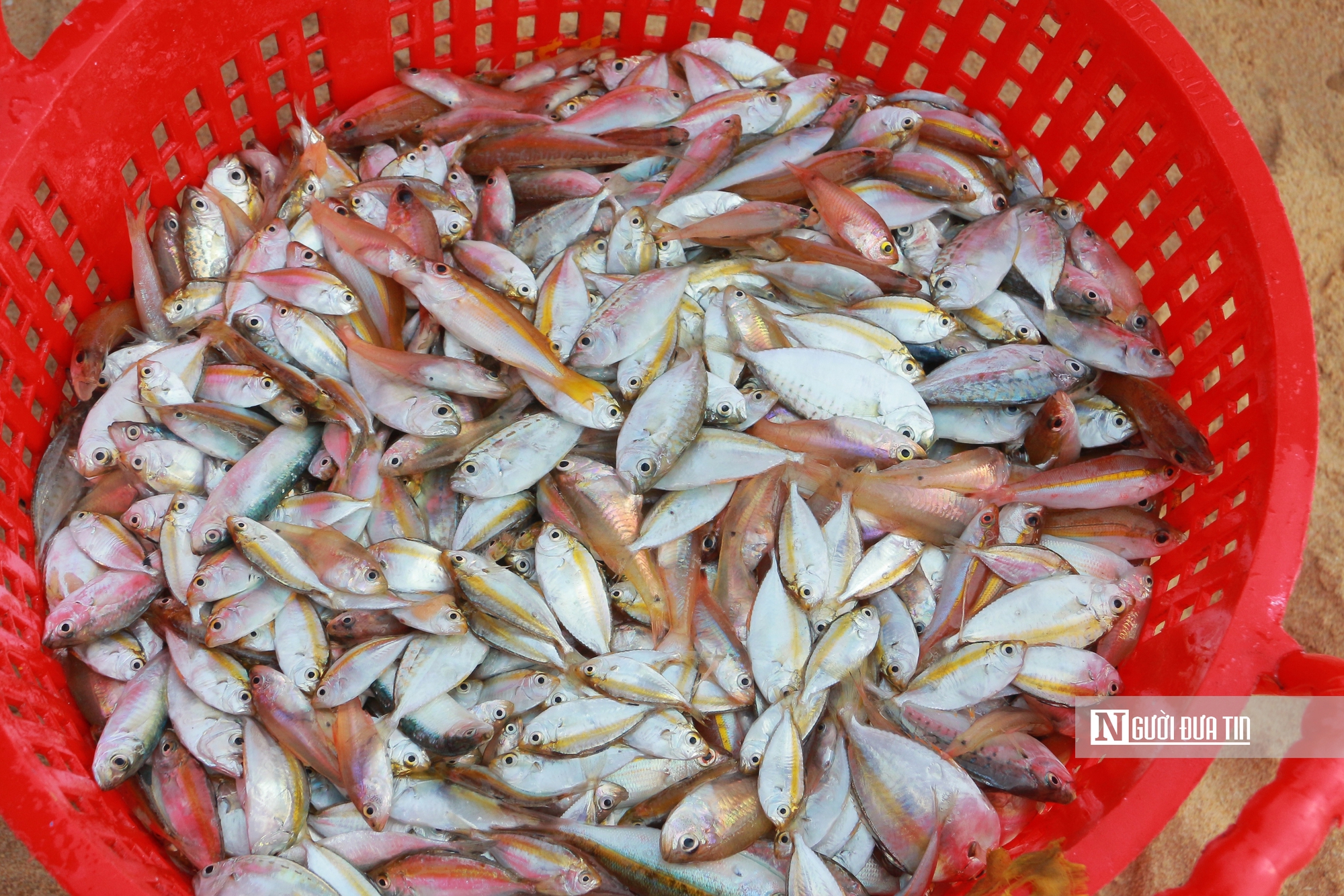 Làng chài ở Đắk Lắk giữa những ngày biển động- Ảnh 5. Làng chài ở Đắk Lắk giữa những ngày biển động- Ảnh 5.