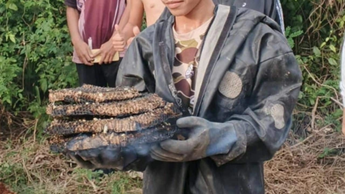 Đang đi dạo, cụ ông 75 tuổi bị con vật quen thuộc trong vườn đốt tử vong- Ảnh 2. Đang đi dạo, cụ ông 75 tuổi bị con vật quen thuộc trong vườn đốt tử vong- Ảnh 2.