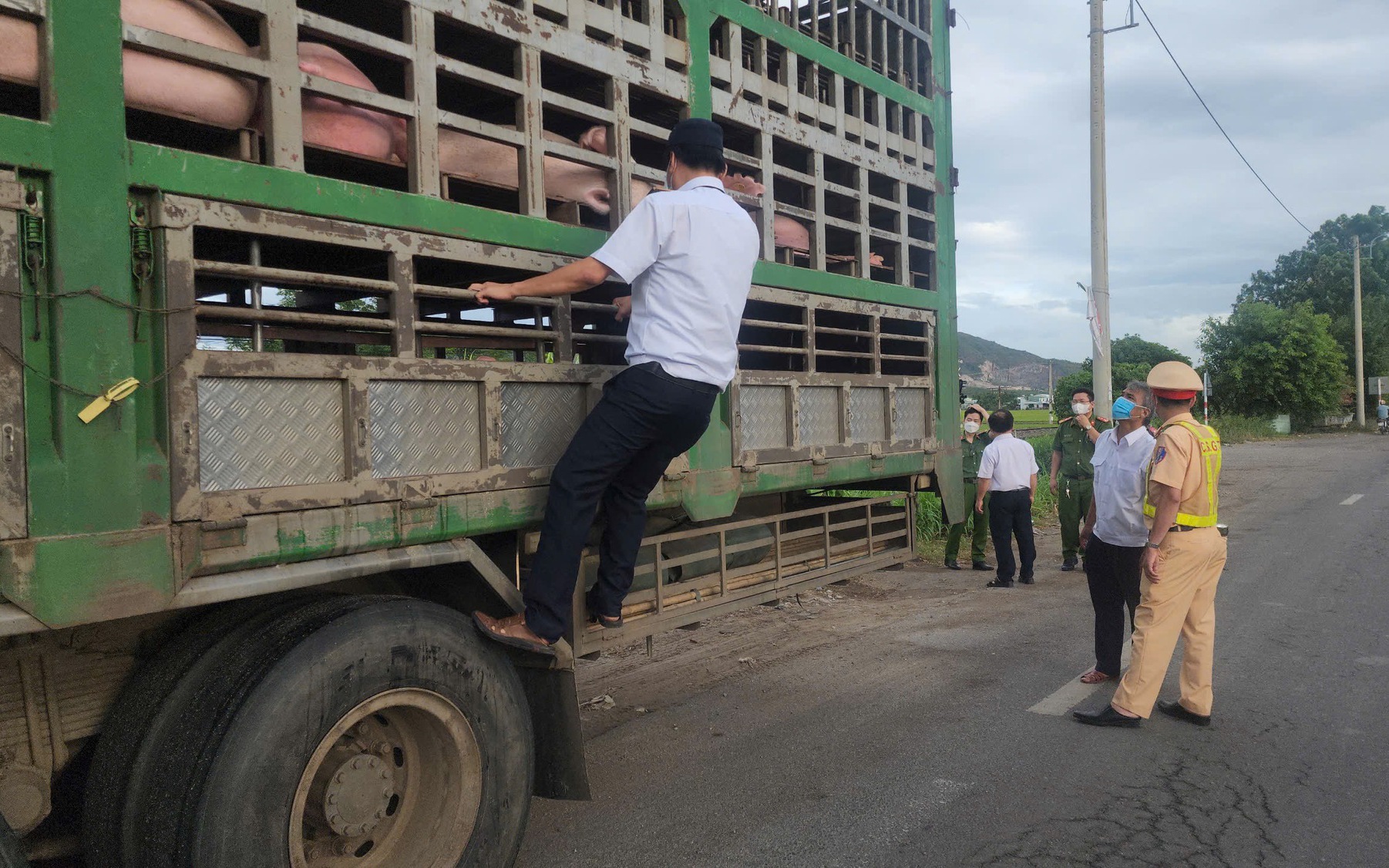 Gia Lai: Tiêu hủy toàn bộ số heo trên xe tải do nghi ngờ nhiễm dịch bệnh- Ảnh 3.