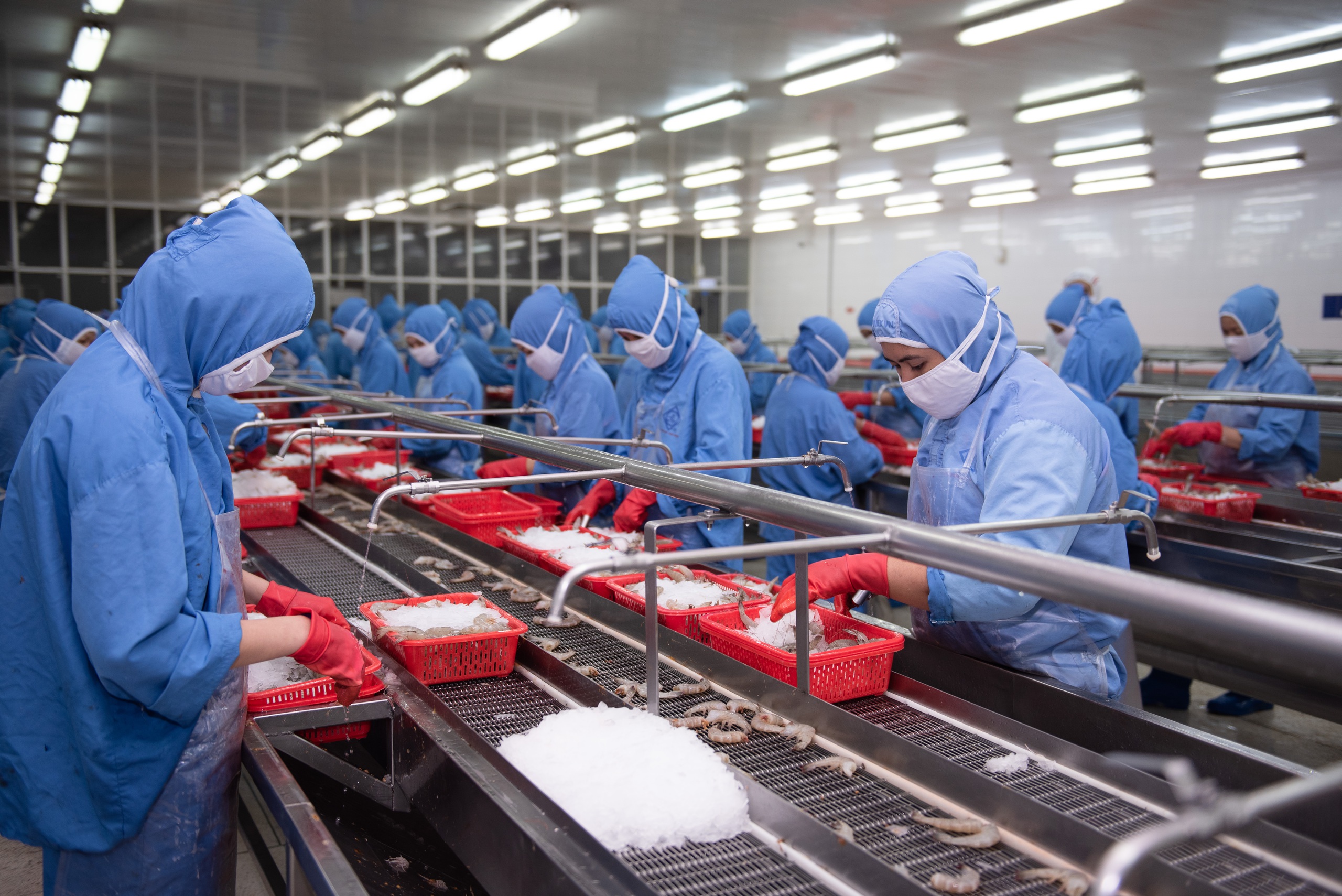 Sao Ta báo lãi tăng trưởng nhờ vụ tôm hiệu quả - Ảnh 1.
