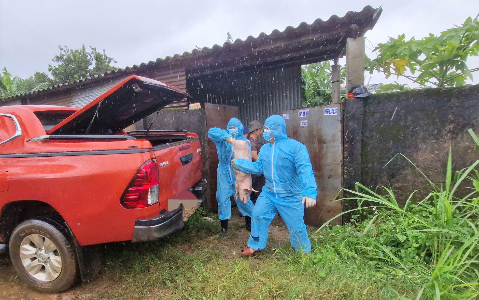 Tiêu hủy đàn lợn nhiễm dịch tả lợn Châu Phi tại Lâm Đồng- Ảnh 2. Tiêu hủy đàn lợn nhiễm dịch tả lợn Châu Phi tại Lâm Đồng- Ảnh 2.
