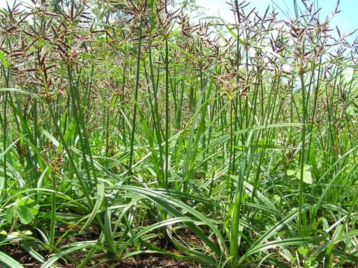 Loại cây "kẻ thù nhà nông" trước cho không ai lấy nay nhổ về bán 350.000 đồng/kg - Ảnh 2.