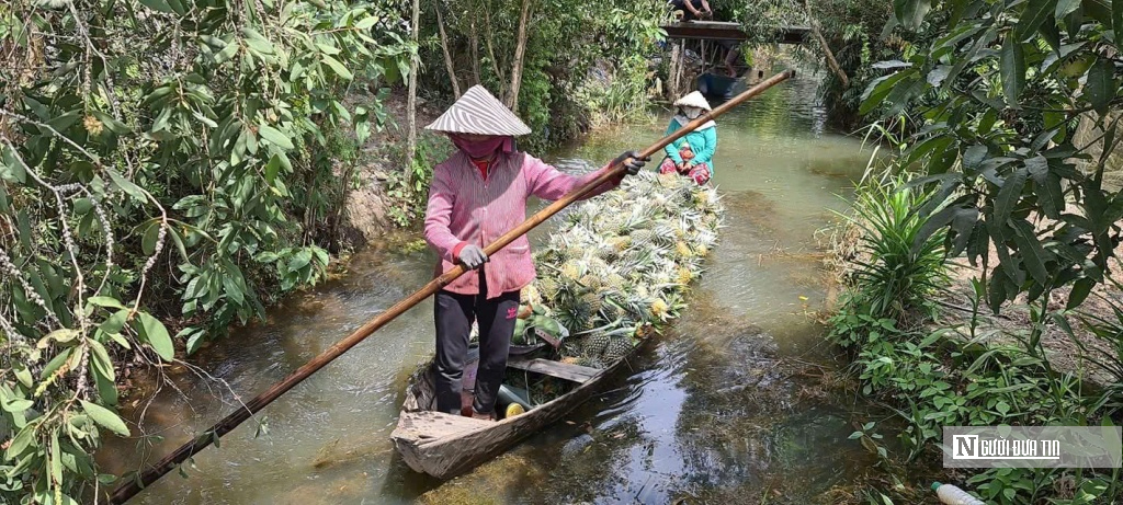 Cây khóm “vàng xanh” trên đất phèn, mở hướng phát triển bền vững vùng ĐBSCL - Ảnh 1.