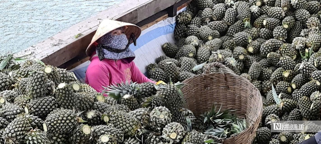 Cây khóm “vàng xanh” trên đất phèn, mở hướng phát triển bền vững vùng ĐBSCL - Ảnh 3.