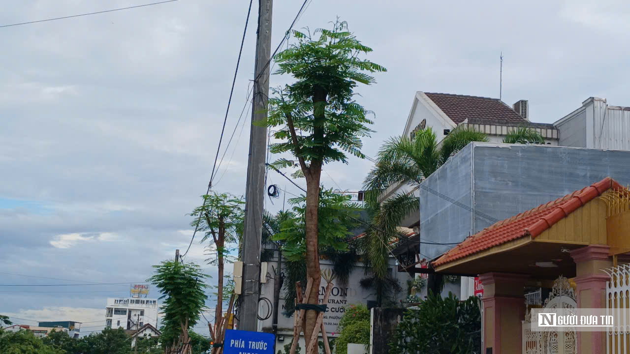 Vì sao cây phượng dễ bị gãy đổ trong mùa mưa bão vẫn được chọn để trồng trên đường Phạm Văn Đồng- Ảnh 1.
