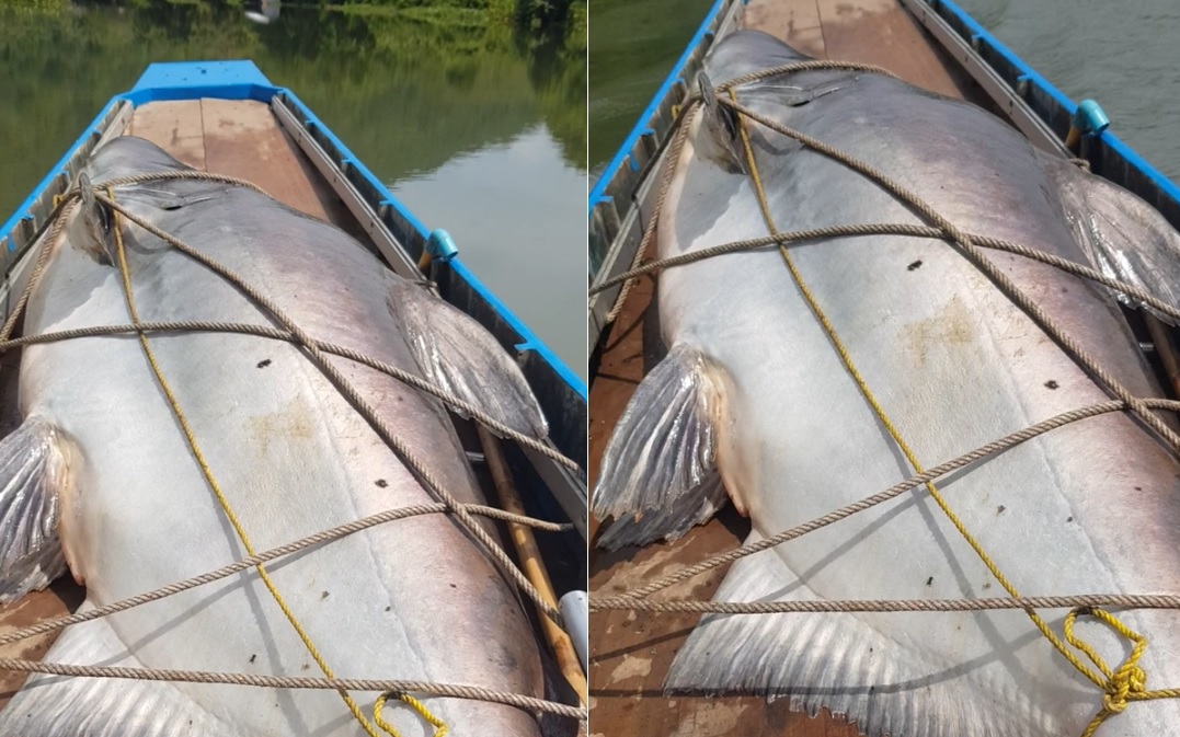 Nữ cần thủ câu được con cá tra dầu khổng lồ nặng 126kg - Ảnh 2.