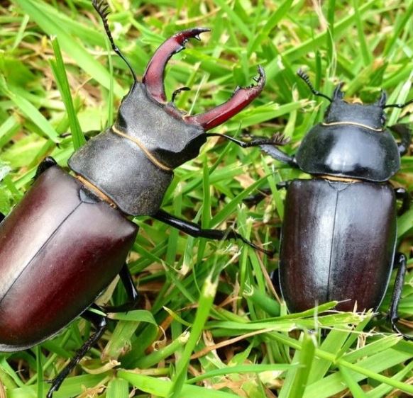 Loài côn trùng đắt đỏ bậc nhất thế giới, giá 2 tỷ đồng/con- Ảnh 2. Loài côn trùng đắt đỏ bậc nhất thế giới, giá 2 tỷ đồng/con- Ảnh 2.