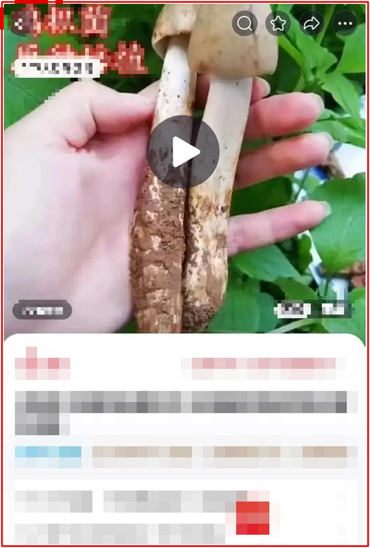 Ăn cây "lạ" nhà trồng từ hạt giống mua trên mạng, hai vợ chồng nhập viện khẩn cấp- Ảnh 2.