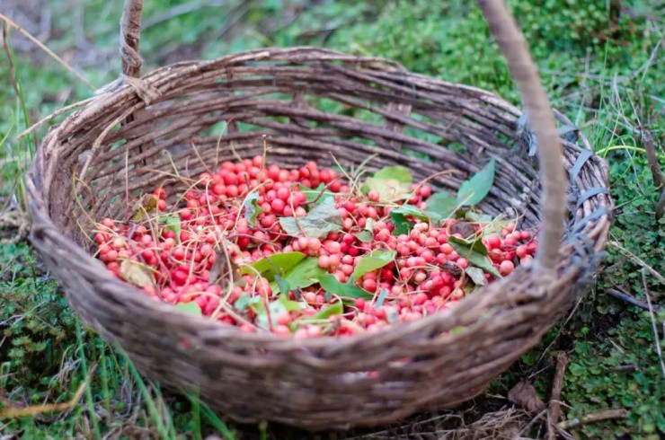 Loại quả dại xưa rụng đầy gốc không ai nhặt, nay lên đời giá 700.000 đồng/kg mang bán "hái ra tiền" - Ảnh 2.