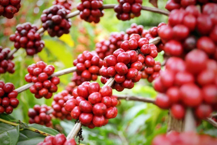 Loại quả dại xưa rụng đầy gốc không ai nhặt, nay lên đời giá 700.000 đồng/kg mang bán "hái ra tiền" - Ảnh 3.