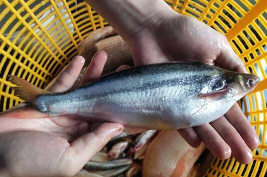 Thứ nghe tên "lạnh gáy" xưa không ai ăn, nay thành đặc sản dân phố thích mê, 200.000 đồng/kg - Ảnh 1.