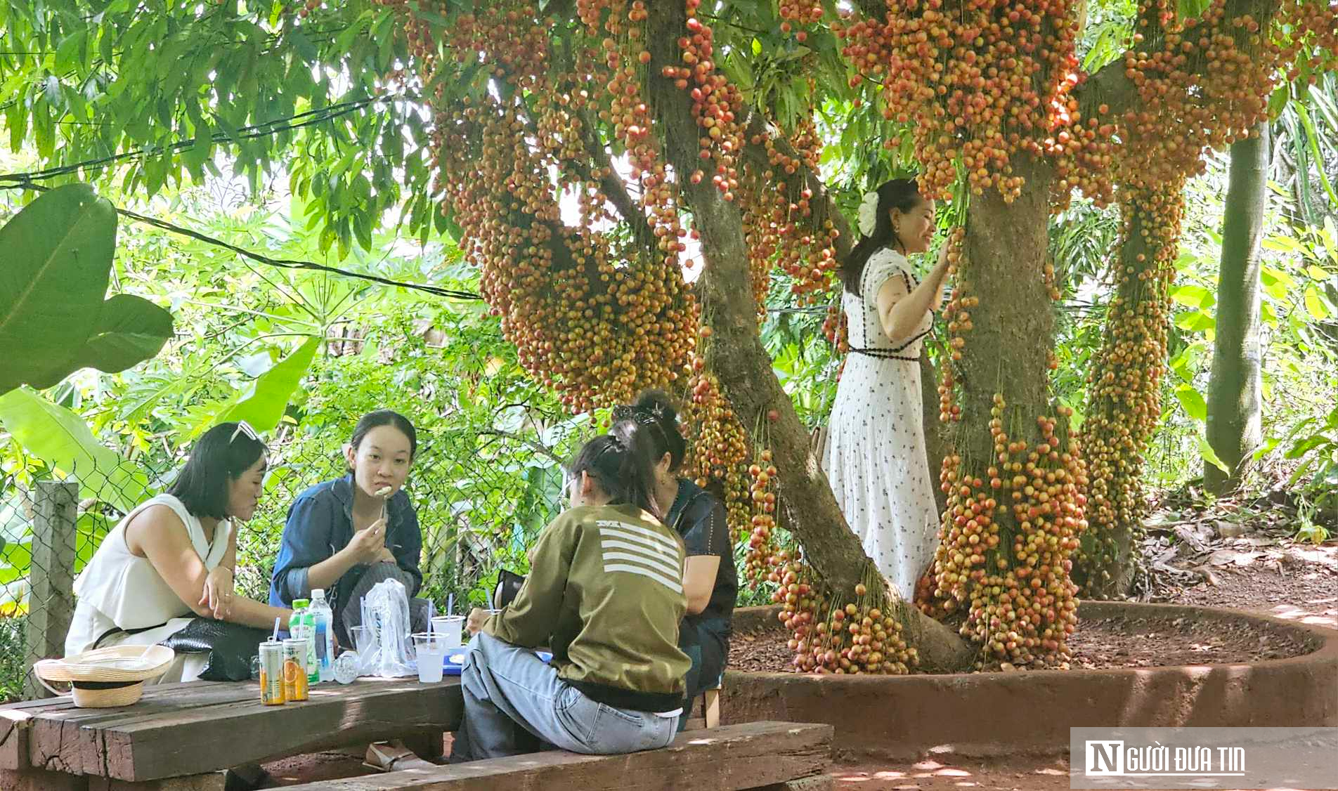 Ảnh: Độc đáo quán cà phê với những cây dâu tiên trĩu quả từ gốc đến ngọn ở Huế- Ảnh 7.
