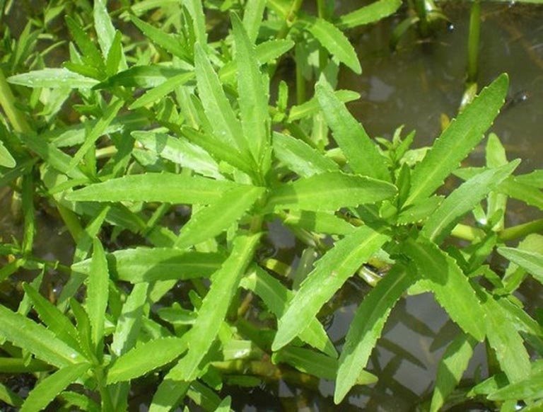 2 loại rau dễ là nơi "tổ ký sinh trùng" ẩn náu, nhất cái số 1 rất quen - Ảnh 2.