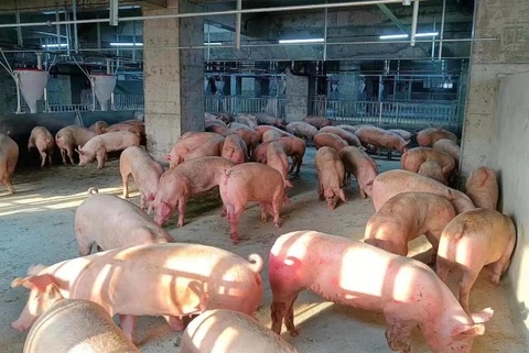 Đề xuất triển khai mô hình “chung cư” nuôi lợn tại Việt Nam - Ảnh 1.