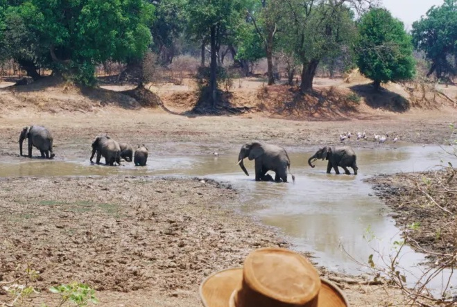 Đàn voi trong Công viên quốc gia South Luangwa, Zambia. (Ảnh: Getty) Đàn voi trong Công viên quốc gia South Luangwa, Zambia. (Ảnh: Getty)
