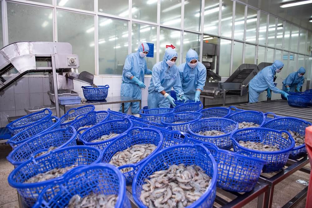 Sản lượng tôm tăng vọt, doanh số Sao Ta đạt hơn 135 triệu USD trong nửa đầu năm- Ảnh 1. Sản lượng tôm tăng vọt, doanh số Sao Ta đạt hơn 135 triệu USD trong nửa đầu năm- Ảnh 1.