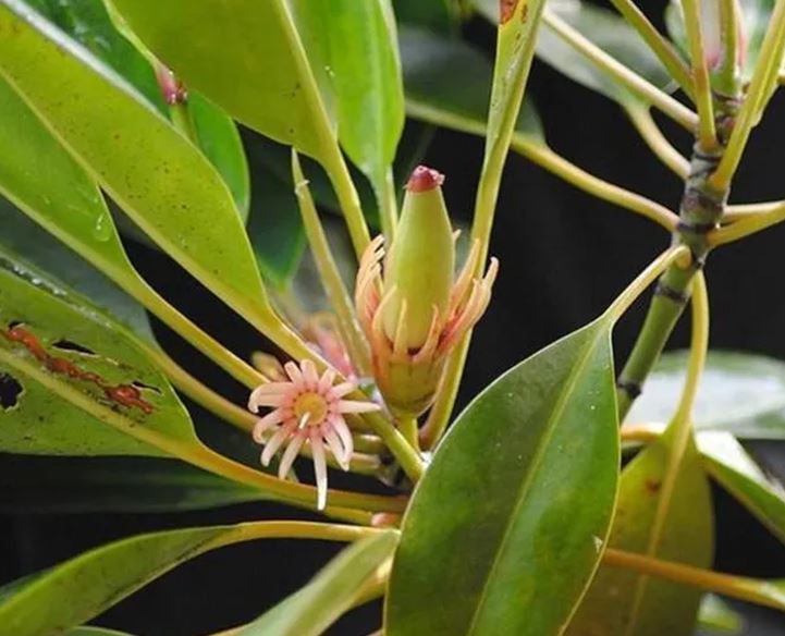 Loài cây kỳ lạ bậc nhất thế giới, có thể "sinh con" như động vật, Việt Nam cũng có- Ảnh 2. Loài cây kỳ lạ bậc nhất thế giới, có thể "sinh con" như động vật, Việt Nam cũng có- Ảnh 2.