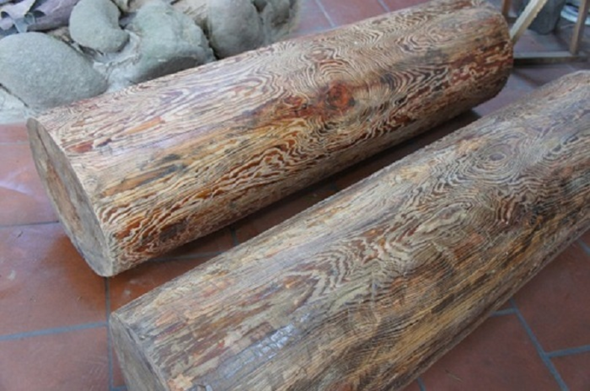 Loài cây quý hiếm bậc nhất thế giới, chỉ 3 quốc gia sở hữu, Việt Nam cũng có- Ảnh 4. Loài cây quý hiếm bậc nhất thế giới, chỉ 3 quốc gia sở hữu, Việt Nam cũng có- Ảnh 4.