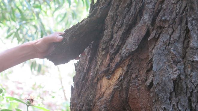 Loài cây quý hiếm bậc nhất thế giới, chỉ duy nhất Việt Nam mới có- Ảnh 2. Loài cây quý hiếm bậc nhất thế giới, chỉ duy nhất Việt Nam mới có- Ảnh 2.