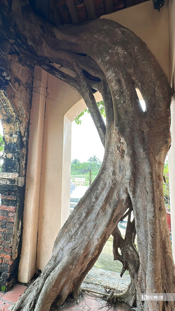 Chiêm ngưỡng ngôi đình “độc nhất vô nhị” nằm trọn trong lòng cây bồ đề cổ thụ- Ảnh 2.