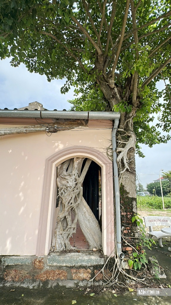 Chiêm ngưỡng ngôi đình “độc nhất vô nhị” nằm trọn trong lòng cây bồ đề cổ thụ- Ảnh 10.