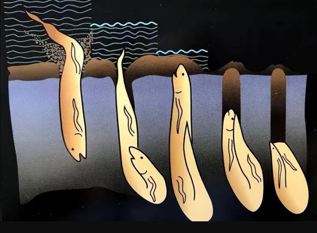 Loài cá duy nhất trên thế giới có thể sống 5 năm không cần nước- Ảnh 3. Loài cá duy nhất trên thế giới có thể sống 5 năm không cần nước- Ảnh 3.