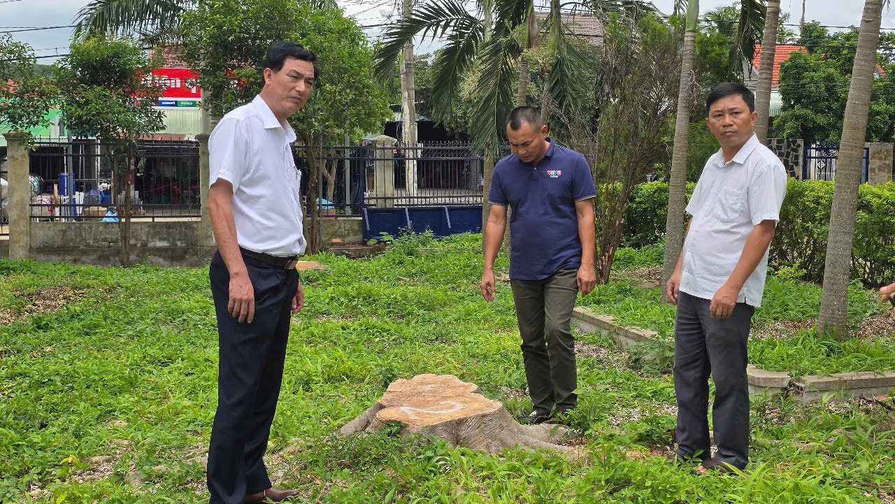 Hàng loạt cây xanh trong khuôn viên xã bị cưa hạ, bán làm củi- Ảnh 1. Hàng loạt cây xanh trong khuôn viên xã bị cưa hạ, bán làm củi- Ảnh 1.