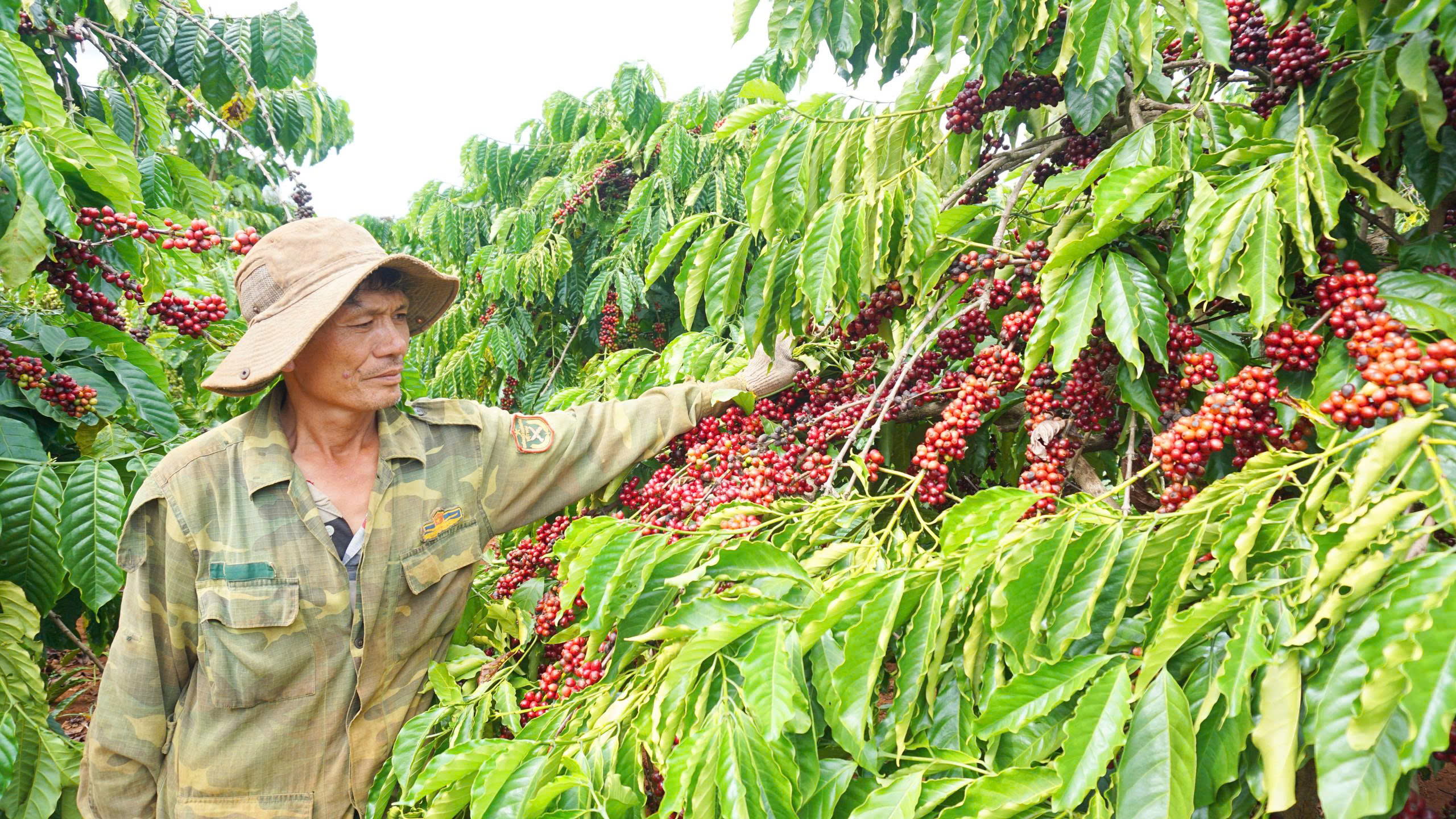 Bí thư Tỉnh ủy Gia Lai: Đầu tư nguồn lực xây dựng hệ thống thủy lợi, giải bài toán nước tưới cho sản xuất- Ảnh 3. Bí thư Tỉnh ủy Gia Lai: Đầu tư nguồn lực xây dựng hệ thống thủy lợi, giải bài toán nước tưới cho sản xuất- Ảnh 3.