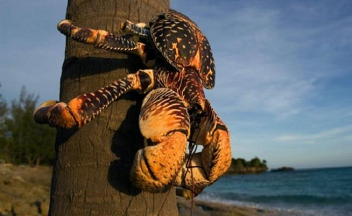 Loài cua biết leo cây, trước không ai ngó nay nâng tầm đặc sản giá 10 triệu/con vẫn được lùng mua- Ảnh 4. Loài cua biết leo cây, trước không ai ngó nay nâng tầm đặc sản giá 10 triệu/con vẫn được lùng mua- Ảnh 4.