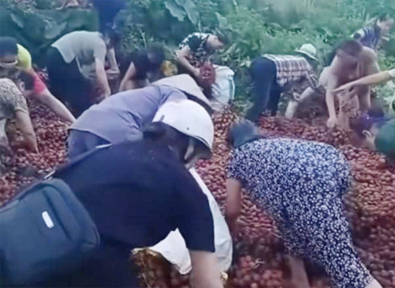 Hình ảnh một số người dân nhặt vải mang về. (Ảnh cắt từ clip) Hình ảnh một số người dân nhặt vải mang về. (Ảnh cắt từ clip)