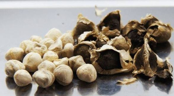 Cây mọc đầy ở Việt Nam không ngờ là "báu vật" ở nước ngoài, nhặt hạt đem bán cũng kiếm bộn tiền- Ảnh 3.