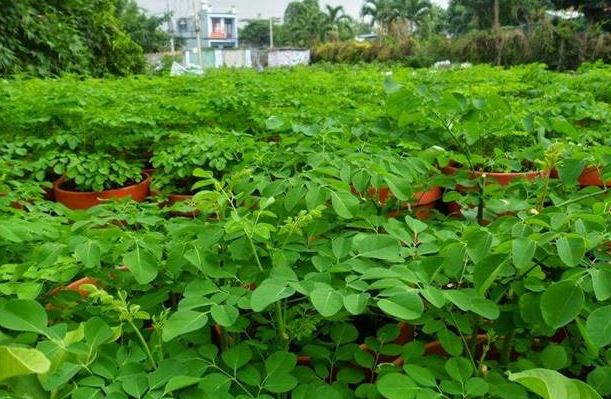 Cây mọc đầy ở Việt Nam không ngờ là "báu vật" ở nước ngoài, nhặt hạt đem bán cũng kiếm bộn tiền- Ảnh 1.