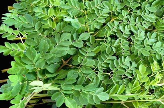 Cây mọc đầy ở Việt Nam không ngờ là "báu vật" ở nước ngoài, nhặt hạt đem bán cũng kiếm bộn tiền- Ảnh 2.