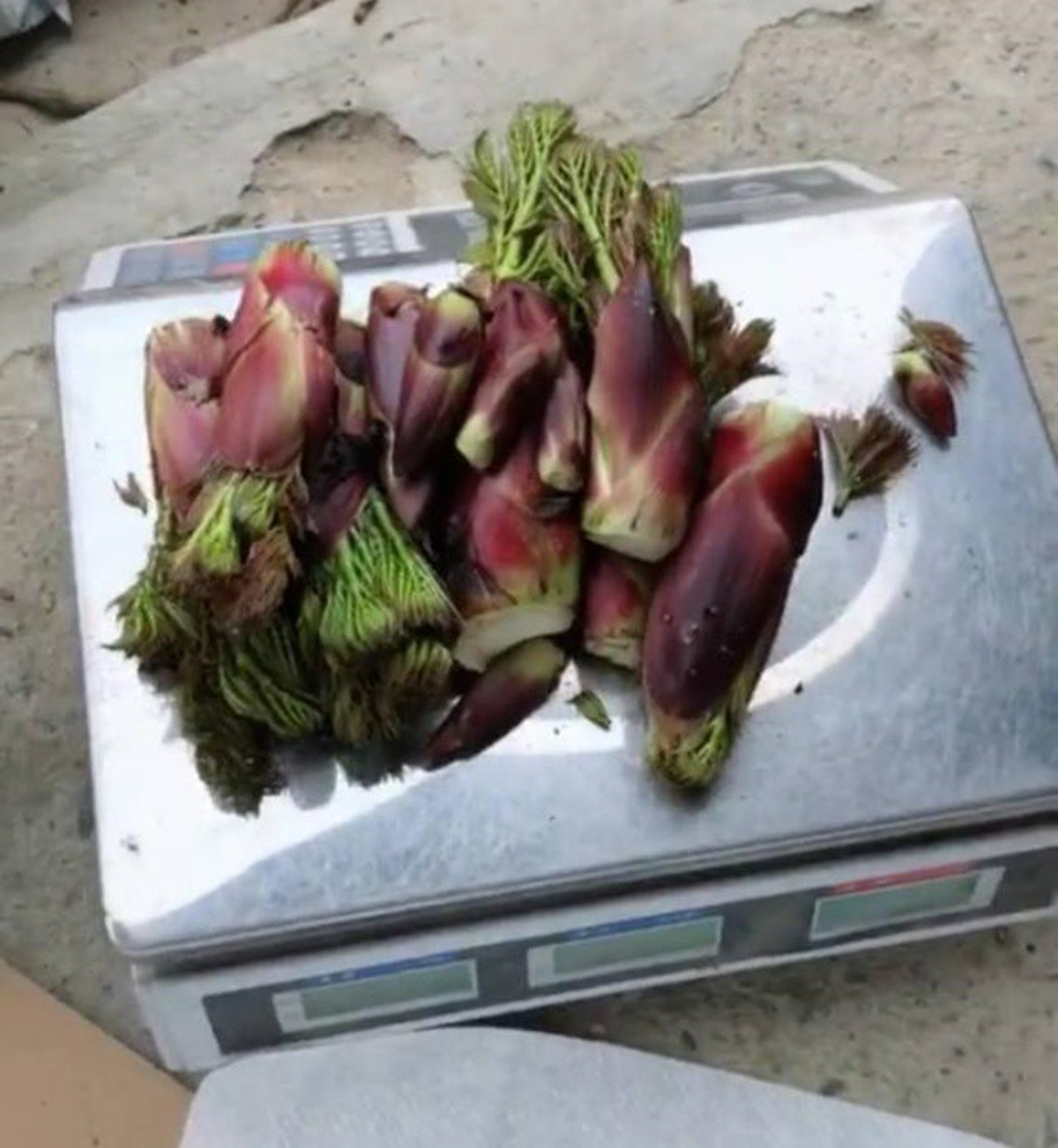 "Lộc trời" mọc từ cây đầy gai nhọn, nay thành đặc sản giá 36 triệu/kg vẫn có người xuống tiền mua- Ảnh 3. "Lộc trời" mọc từ cây đầy gai nhọn, nay thành đặc sản giá 36 triệu/kg vẫn có người xuống tiền mua- Ảnh 3.