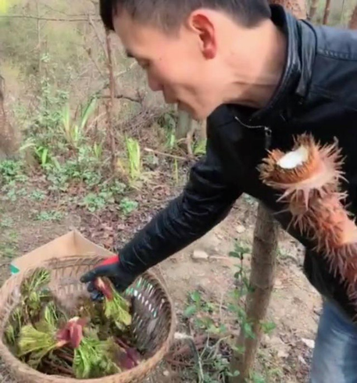 "Lộc trời" mọc từ cây đầy gai nhọn, nay thành đặc sản giá 36 triệu/kg vẫn có người xuống tiền mua- Ảnh 2. "Lộc trời" mọc từ cây đầy gai nhọn, nay thành đặc sản giá 36 triệu/kg vẫn có người xuống tiền mua- Ảnh 2.