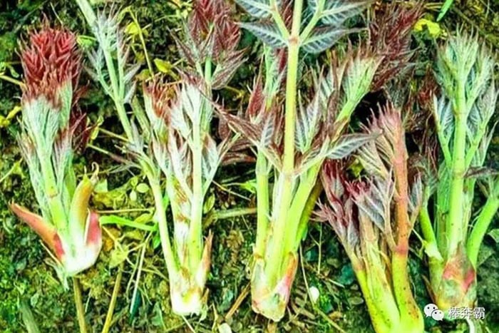 "Lộc trời" mọc từ cây đầy gai nhọn, nay thành đặc sản giá 36 triệu/kg vẫn có người xuống tiền mua- Ảnh 4. "Lộc trời" mọc từ cây đầy gai nhọn, nay thành đặc sản giá 36 triệu/kg vẫn có người xuống tiền mua- Ảnh 4.