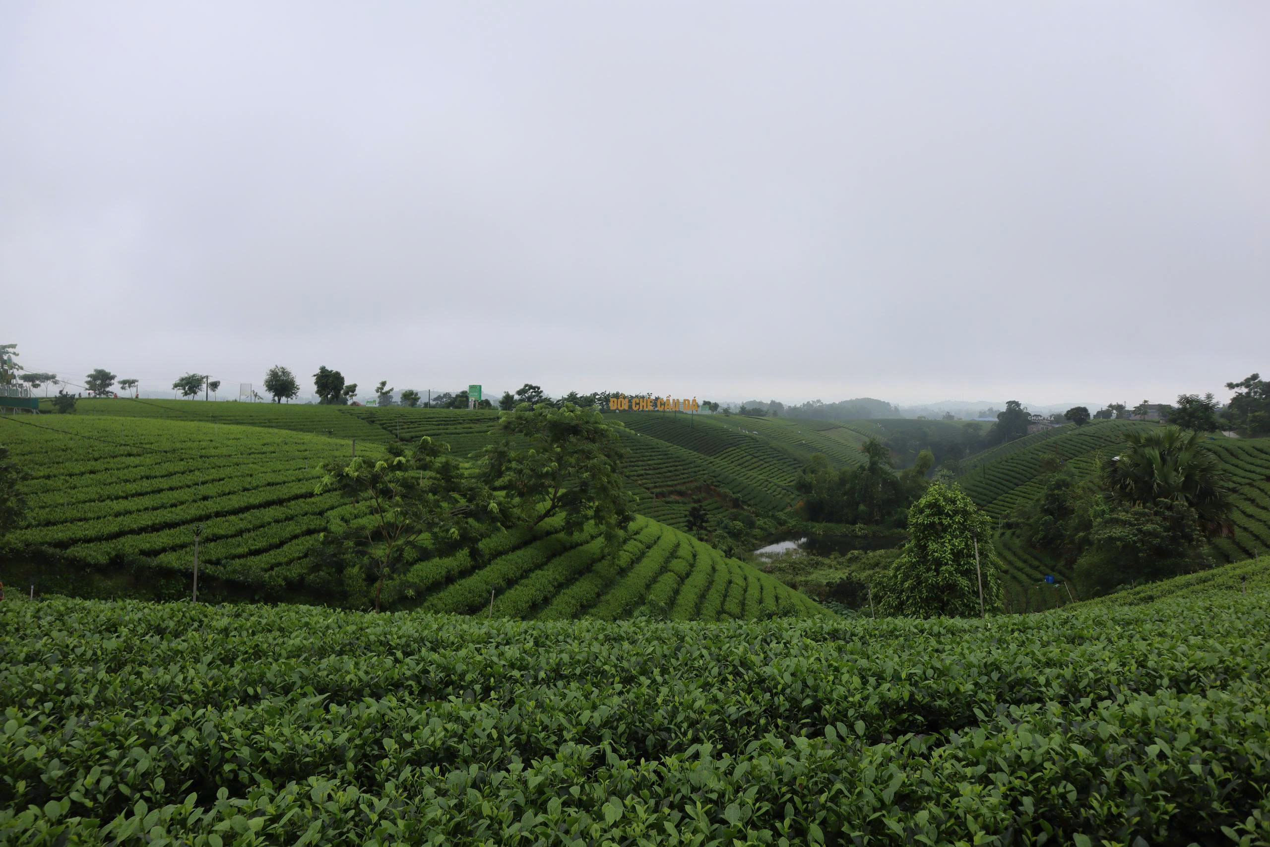 Người trà trà người- Ảnh 1. Người trà trà người- Ảnh 1.