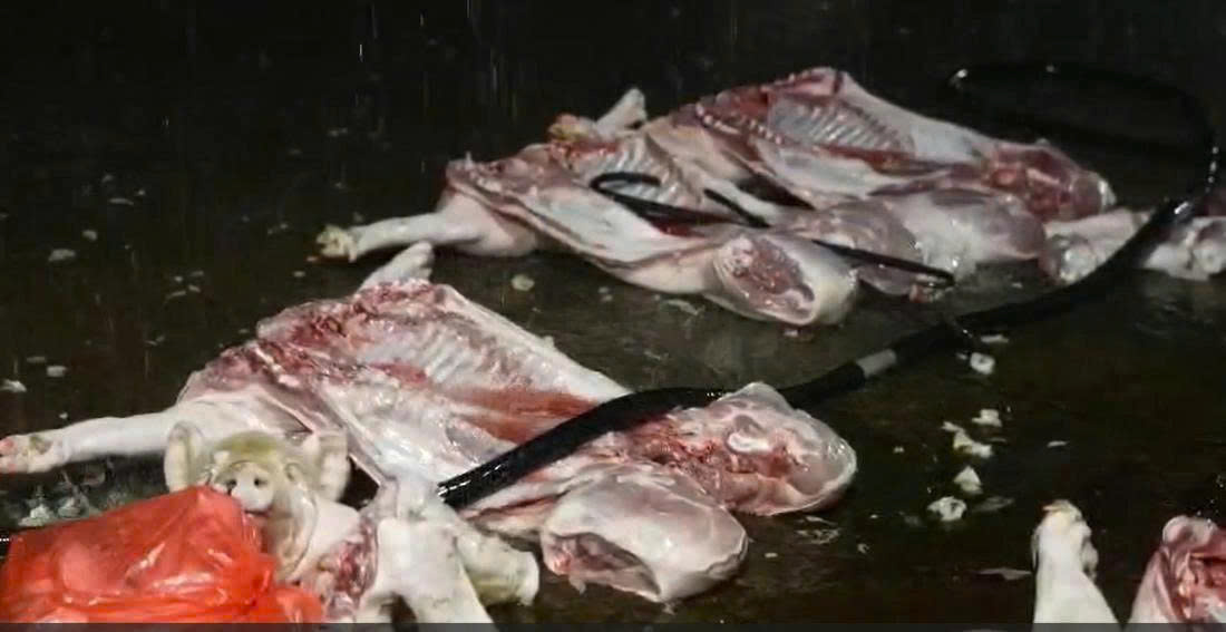 Hà Nội: Phát hiện thịt lợn nhiễm bệnh tại nhiều chợ và cơ sở ăn uống- Ảnh 1. Hà Nội: Phát hiện thịt lợn nhiễm bệnh tại nhiều chợ và cơ sở ăn uống- Ảnh 1.